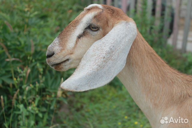 Молоко нубийских коз