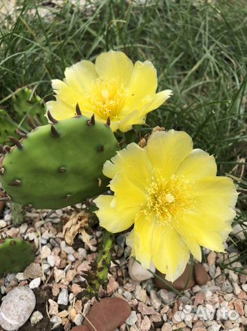 Кактус Опунция, юкка (пальма)