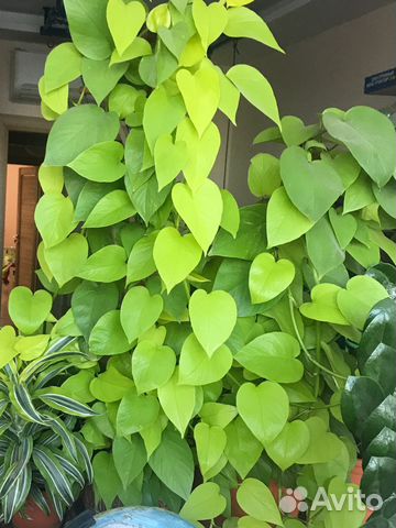 Эпипремнум Голден Потос (сциндапсус неон)