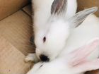 Колифорнийские кролики объявление продам