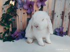 Карликовые декоративные вислоухие кролики