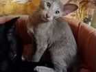 Ориентальный кот окрас Лиловый объявление продам