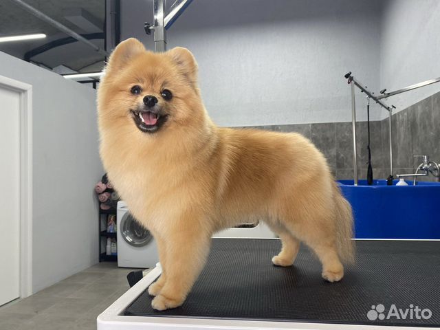 Груминг (стрижка, вычесывание, тримминг) собак