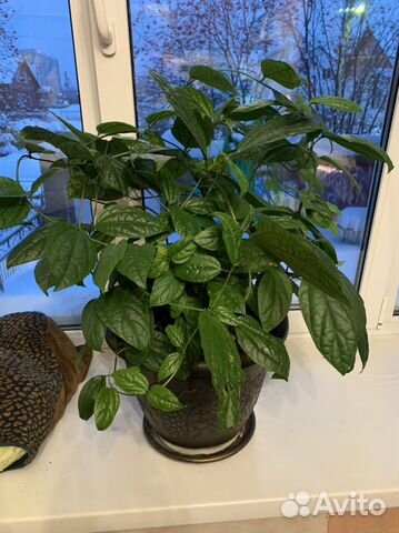 Клеродендрум комнатный