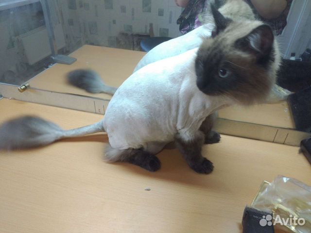 Груминг, pet стрижка собак и кошек