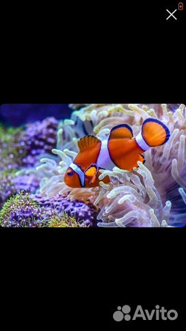 Аквариумные рыбки