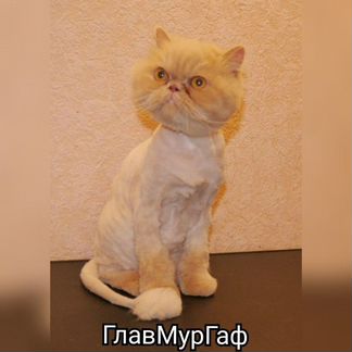 Стрижка кошки кота за 15 мин. Вычëсывание