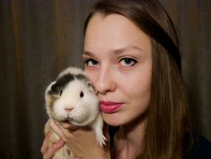 Передержка морских свинок. Бесплатно