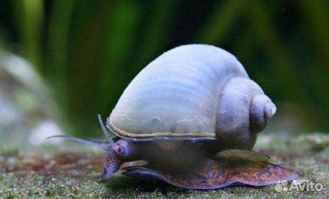 Улитка Ампулярия Синяя (Pomacea bridgesii blue)