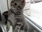 Шотландский котенок (девочка), 6 месяцев