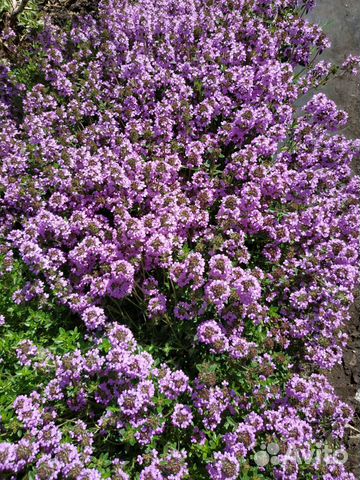 Тимьян ползучий