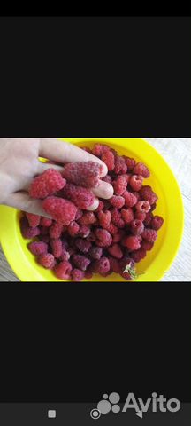 Малина Гордость России