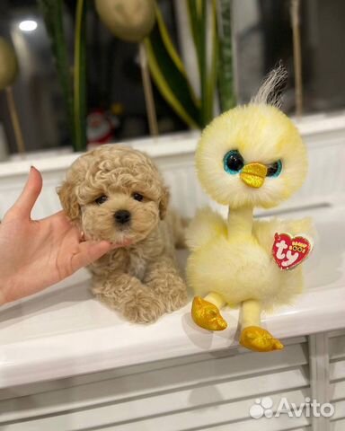 Мальтипу кукольные экслюзивные мишки тедди ф1