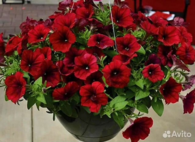 Ампельная Петуния, Бегония, Сальвия, Рассада