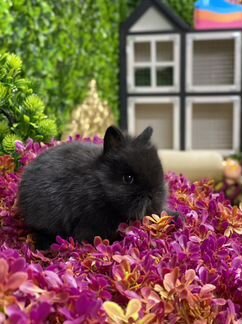 Кролик цветной карлик