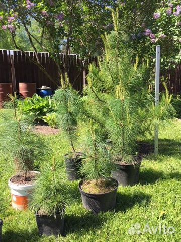 Саженцы кедра сибирского