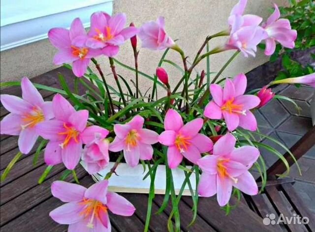 Розовый и белый зефирантес