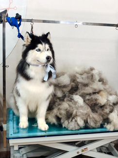 Мытье вычес (груминг) крупных пород собак