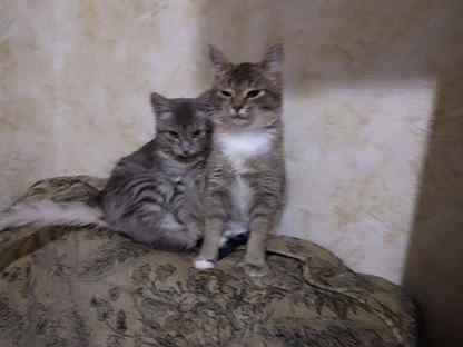 Купить недорого кошку или котёнка 🐈 в Лотошино | Цены на котов 