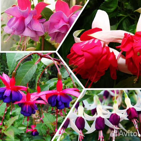 Фуксии сортовые