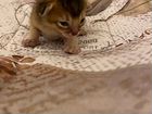 Абиссинские котята, возможна доставка в Сочи