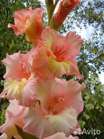 Гладиолусы луковицы