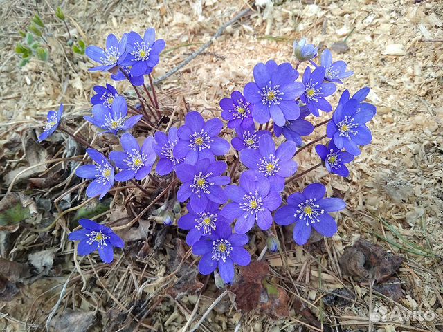 Цветы для сада (3)