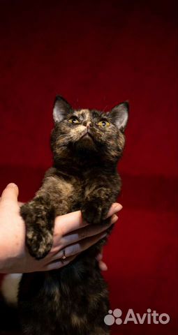 Кошка трехцветка