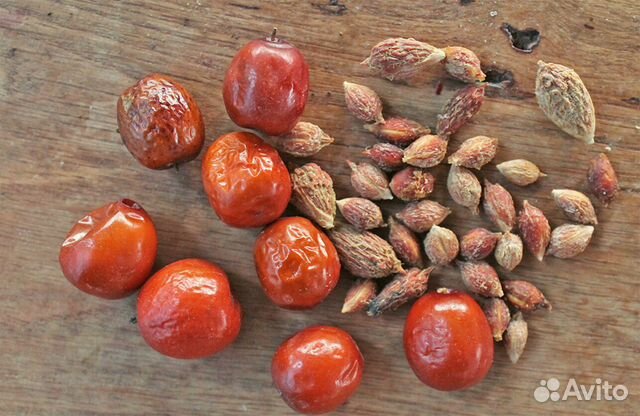 Унаби Настоящий (Зизифус) на посадку, семена