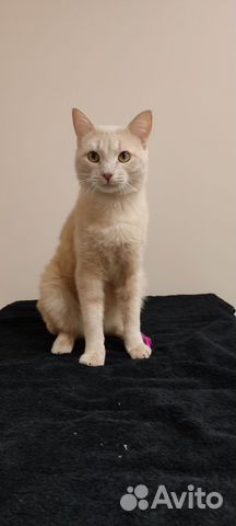 Рыжий-персиковый кот в добрые руки