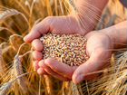 Пшеница от производителя. Урожай 2022 г