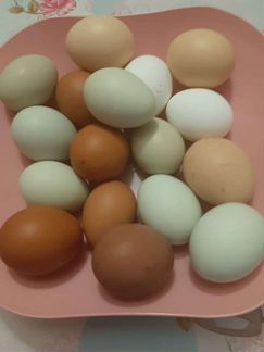 Инкубационное яйцо