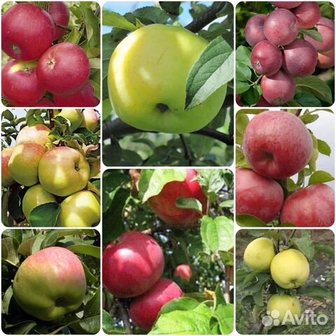 Яблони/Груши/Сливы/Вишни/Алыча/Абрикос/Черешня