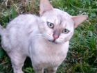 Бенгальский нюмраморный кот найден в СНТ