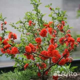 Айва японская саженцы