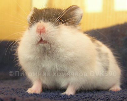 Хомячок 