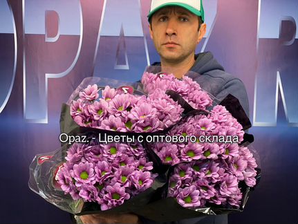 Хризантема