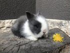Карликовые Кролики со всеми Аксессуарами объявление продам
