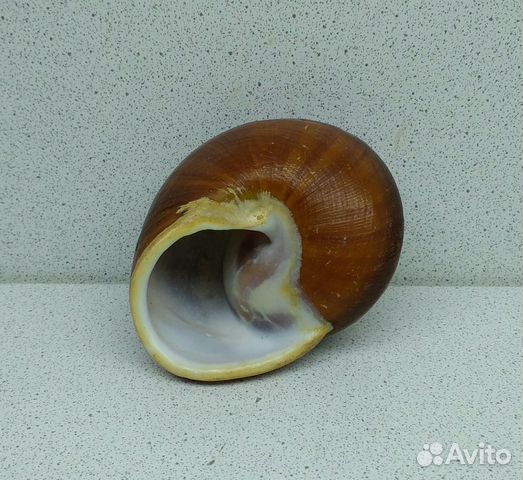 Ризота 7,2 морская ракушка раковина