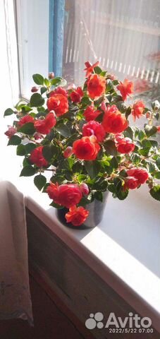 Бальзамин махровый розочки