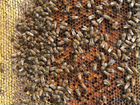 Пчелопакеты, пчелосемьи карника (весна 2022) объявление продам