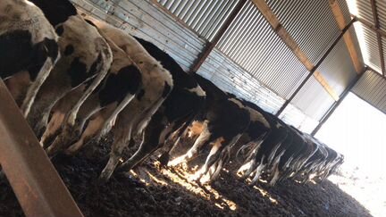 Навоз с достав камаз газончик