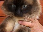Тайский кот красавец очень нуждается в доме объявление продам