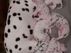 Алиментный щенок далматина объявление продам