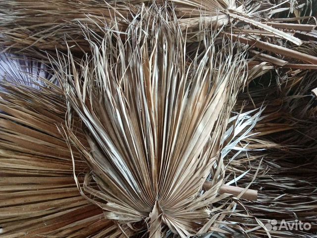 Листья пальмы