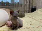 Канадский сфинкс котенок девочка объявление продам
