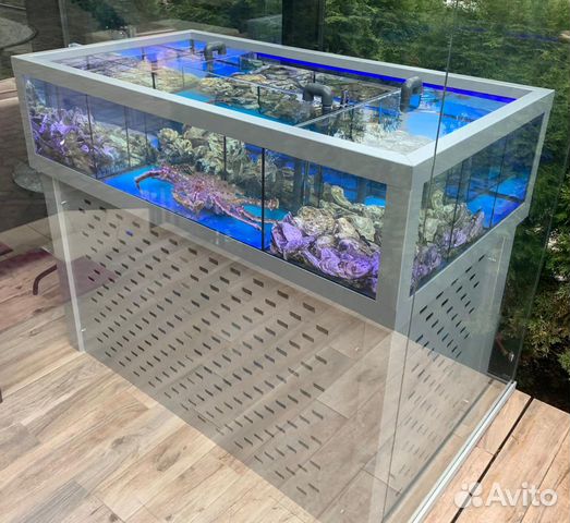 аквариум для моллюсков