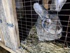 Кролики - Фландр (бельгийский великан) объявление продам