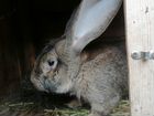 Кролики великаны Ризен Фландр объявление продам