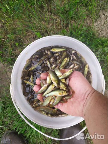 Мальки линя